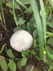 Fungi