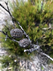 Allocasuarina nana