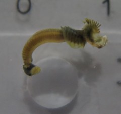 Serpulidae