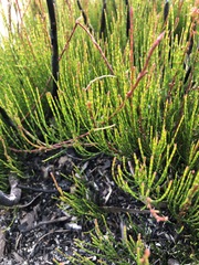 Allocasuarina nana