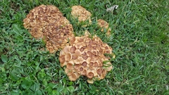 Desarmillaria caespitosa image