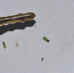 Nephotettix nigropictus