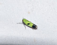 Nephotettix nigropictus