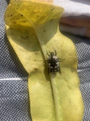 Protaetia aurichalcea