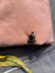 Protaetia aurichalcea