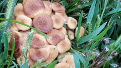 Desarmillaria caespitosa image