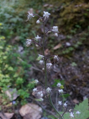 Tiarella trifoliata trifoliata