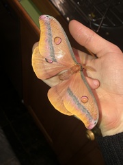 Opodiphthera loranthi