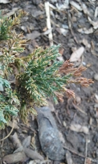 Juniperus procumbens