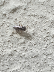 Geocoris lineolus cognatus