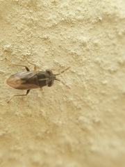 Geocoris lineolus cognatus