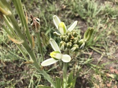 Albuca setosa