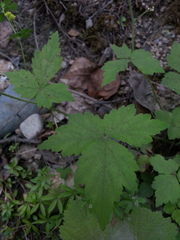 Tiarella trifoliata trifoliata