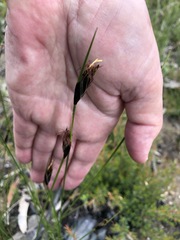 Ptilothrix deusta