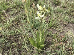 Albuca setosa