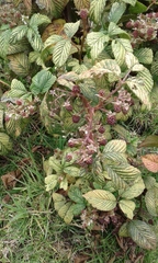 Rubus glaucus