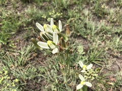 Albuca setosa