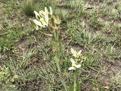 Albuca setosa