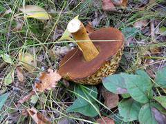 Rugiboletus extremiorientalis