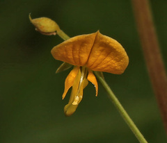 Rhynchosia minima minima