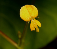 Rhynchosia minima minima