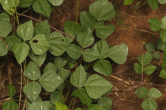 Rhynchosia minima minima