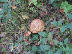 Rugiboletus extremiorientalis