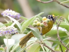 Pycnonotus penicillatus
