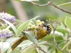 Pycnonotus penicillatus