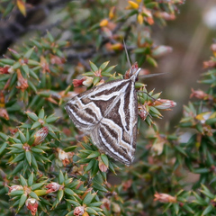 Dichromodes confluaria