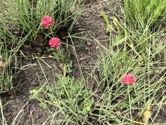 Trifolium africanum
