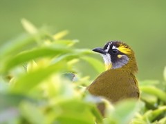 Pycnonotus penicillatus