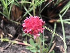 Trifolium africanum