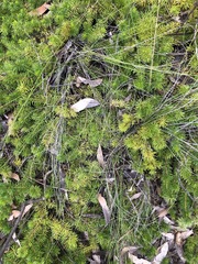 Persoonia chamaepitys