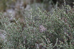 Dichromodes confluaria