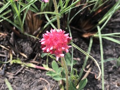 Trifolium africanum