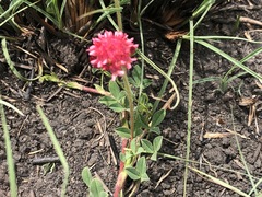 Trifolium africanum