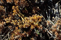 Pimelea traversii traversii