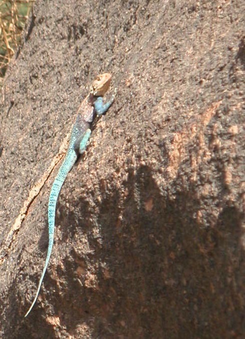 Tassili Agama