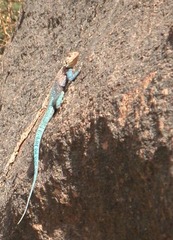 Agama tassiliensis