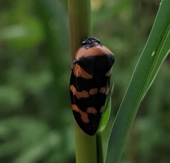 Cosmoscarta dimidiata