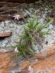 Xerophyta schlechteri
