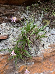 Xerophyta schlechteri