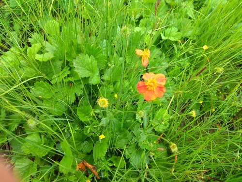 Geum coccineum
