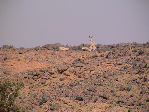 Dorcas Gazelle (Gazella dorcas)