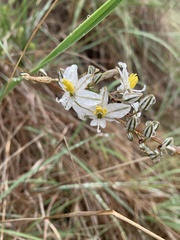 Chlorophytum transvaalense