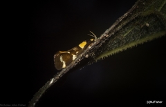 Epithymema helias