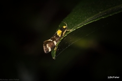 Epithymema helias