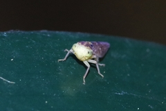 Tremulicerus vitreus