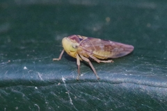 Tremulicerus vitreus